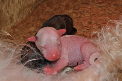 Il était Une Fois - Bébés de Ginger Aika Little champs, championne de France, Luxembourg